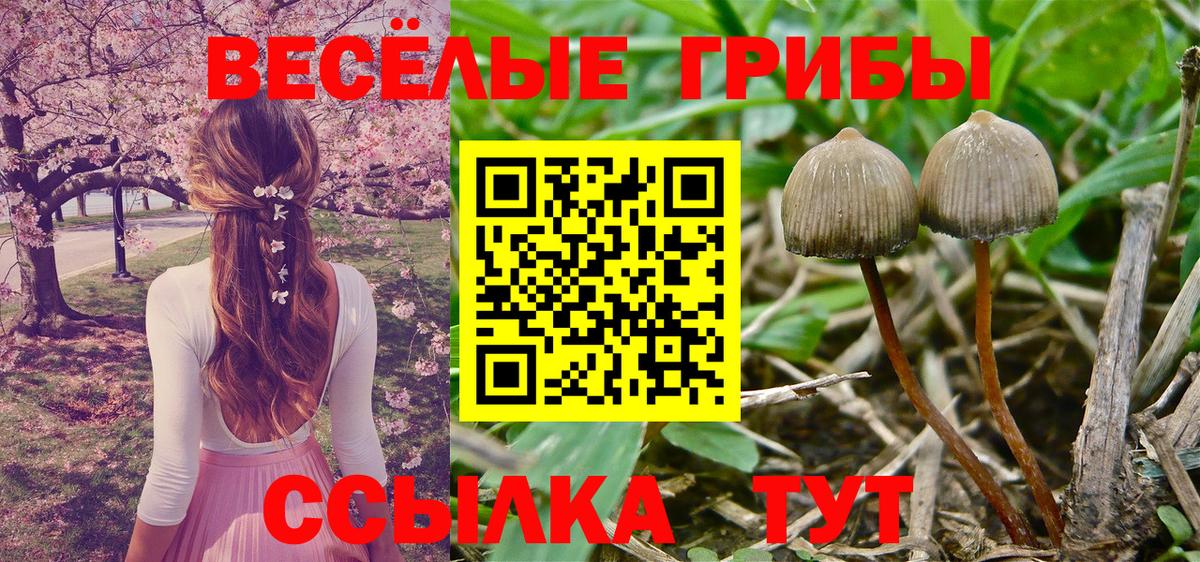 Псилоцибиновые грибы Cubensis Фрязино